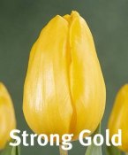 Strong gold