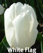 White flag