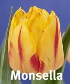 Monsella