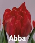 Abba