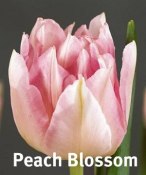 Peach blossom