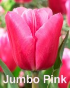tulipa--jumbo-pink