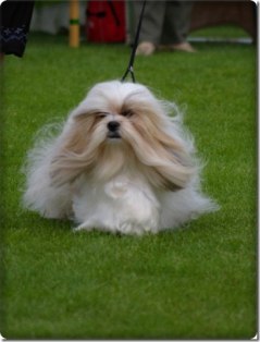 SE UCH Merrygait´s Heat, aka Edgar.