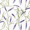 Lavendel