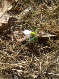 Första snödroppen, så fin25 feb 2012