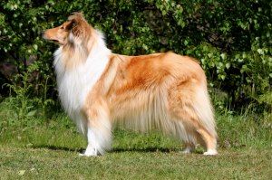 LPI SE VCH KORAD Ottey's Goldenlocks ägare Christine Karlsson, Nandinis Kennel