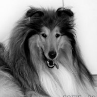 KORAD Ottey's Golden Bear "Nalle"