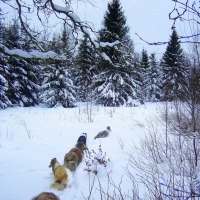 Skogpromenad början på året -10