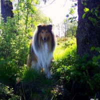 KORAD Ottey's Golden Bear  "Nalle"