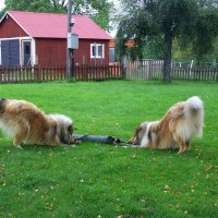 Atlas och kullbrodern Rocky