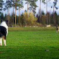 Hatchi & Atlas
