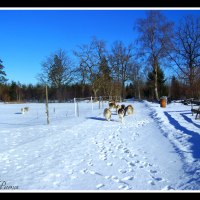 Ute med gänget