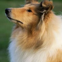 Ottey's Golden Penny "Dottie"