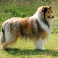 KORAD Ottey's Golden Bear