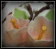 vårblommor