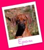 Epona