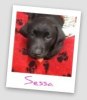 sessa