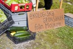 handel_molkom_skordefesten_therese_tingberg_4288x2848