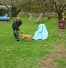Agility Bobby o Berit 2