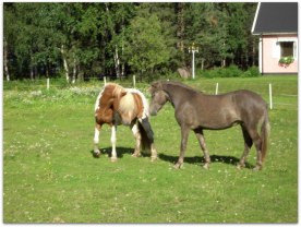 Rán & Sessa, sommaren 2007