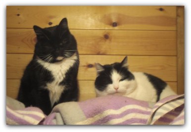 Svartur & hans mamma Prickja.... † feb. 2012