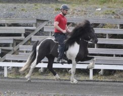 Hjalti & Seidur, maj 2011 foto.Camilla Hed