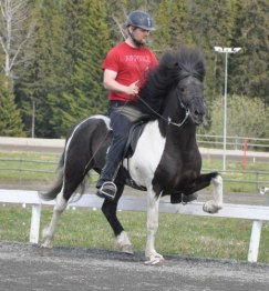 Hjalti & Seidur, maj 2011 foto.Camilla Hed