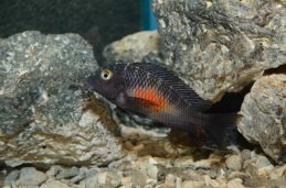 Tropheus 
