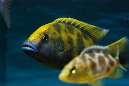 Nimochromis venustus