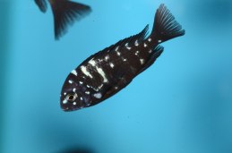 Tropheus Duboisi