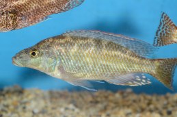 Nimbochromis linni