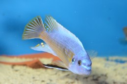 Labeotropheus fuelleborni