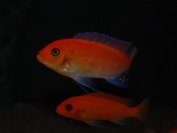M. estherae 