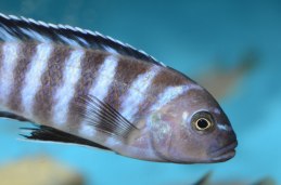 Metraclima zebra Chinyankh