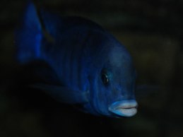 C. moorii