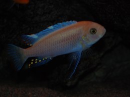 M. esterahe