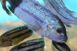 Melanochromis vermivorus