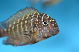 Tropheus moorii Murago