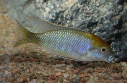 Lethrinops Auritiys, Orange top