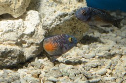 Tropheus 