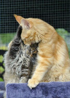 Oh honey kiss me!