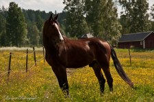 Crush, foto: Linnéa Brengesjö