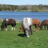 Sommarbete