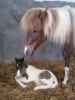 Nyfödd Tróll med mamma Skjóna