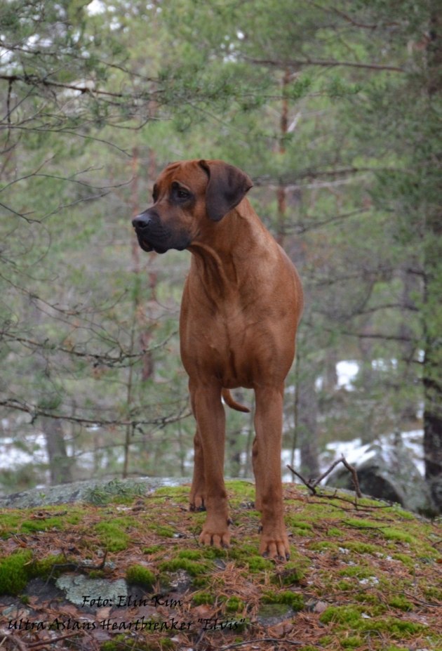 SEUCH Ultra Aslans Heartbreaker "Elvis"