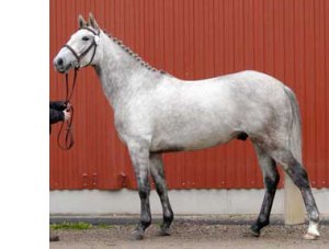 Lambourgin på Kvalitetes.