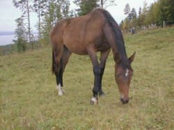 Caglistra Bay som 1-åring.