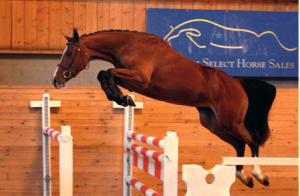 SSHS Aktionen 2009.