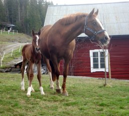 Fanny Girl och Capello Bay.