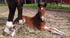 Hingst efter Nintender.